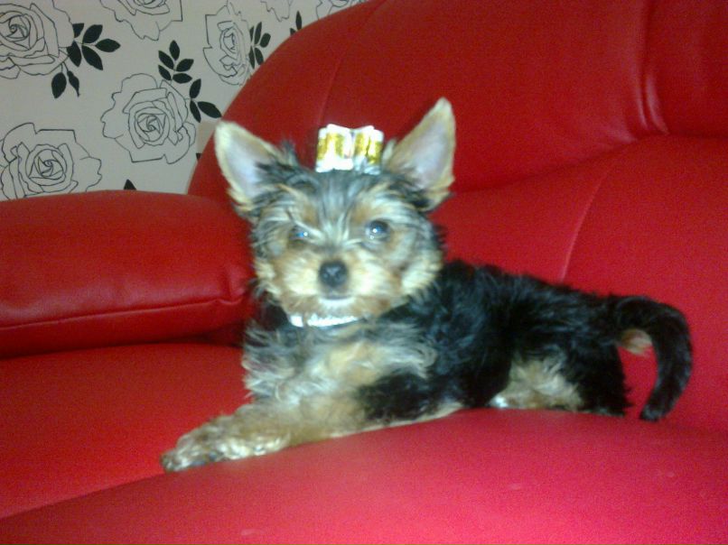 Рената Парчевская | Донецк