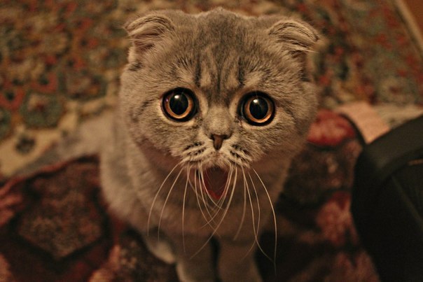 Александр Грицина $hAdoW | Торецк / Дзержинск