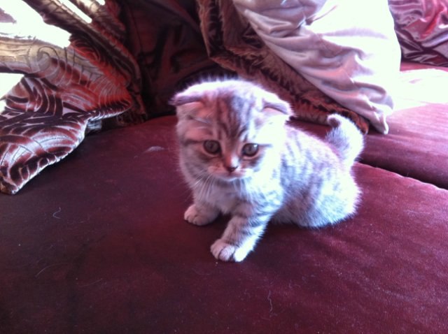 Елена Колесова | Краснодар