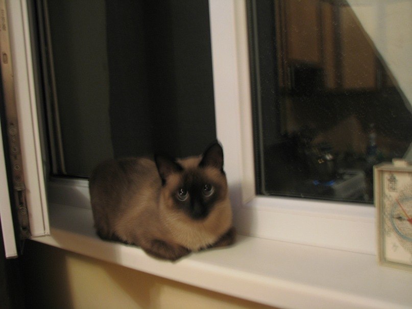 Баур Ермекбаев | Алматы