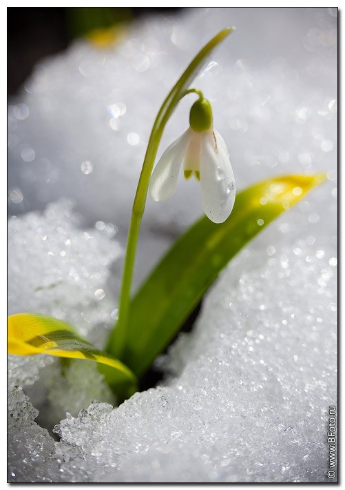 Юлия Лебедева | Мытищи