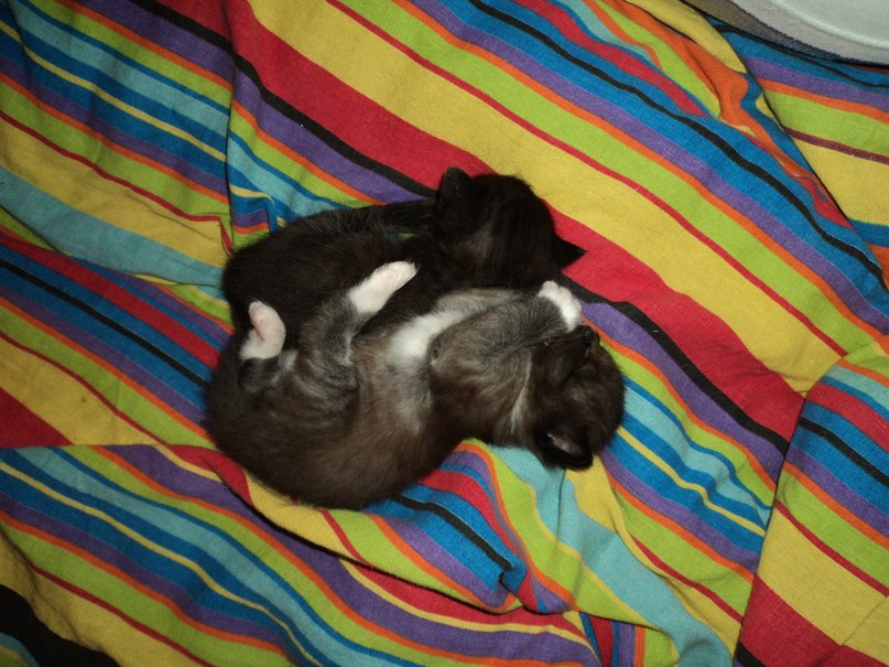 Катя Смолина | Ярославль