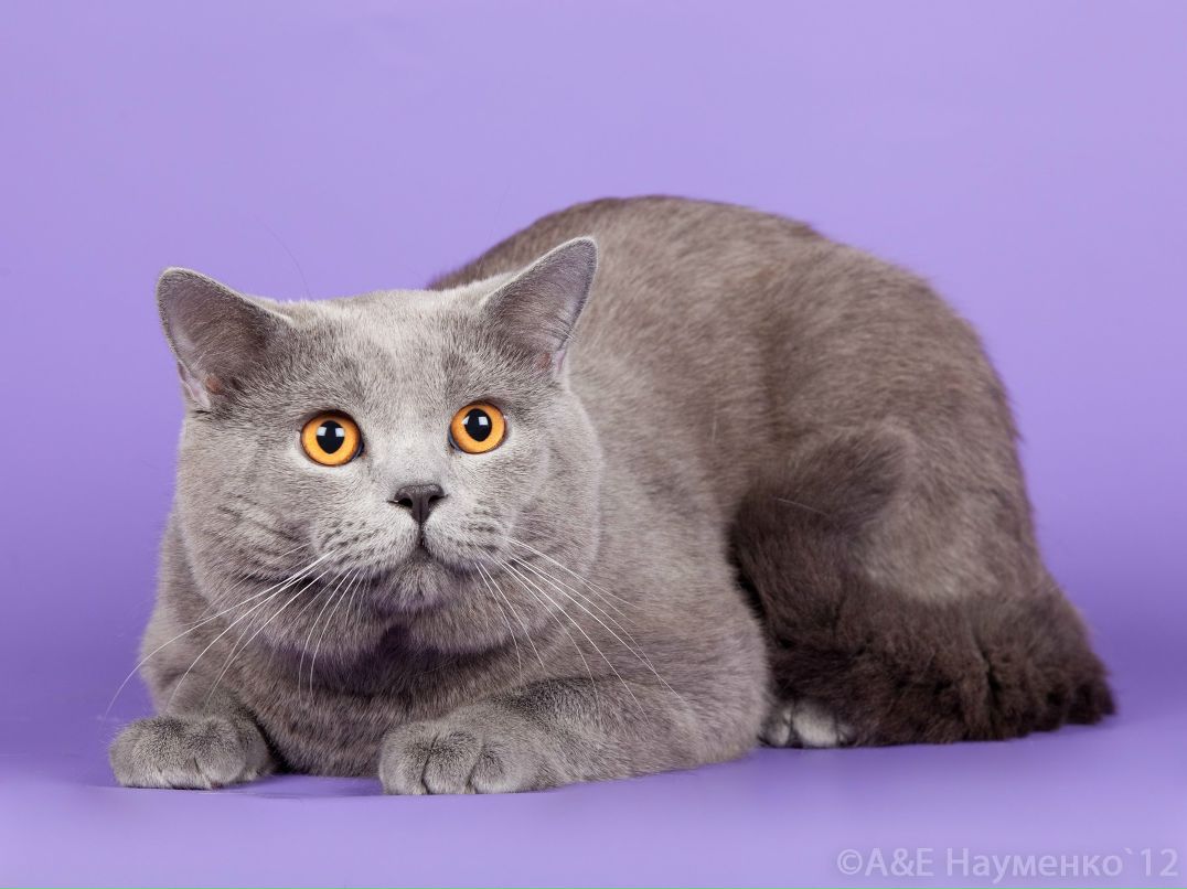 Алексей Картушин | Москва