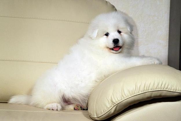 Елена Макарова | 