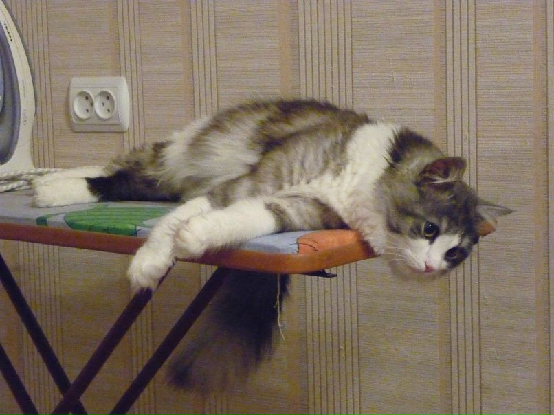 Полина Кашлакова | Новосибирск