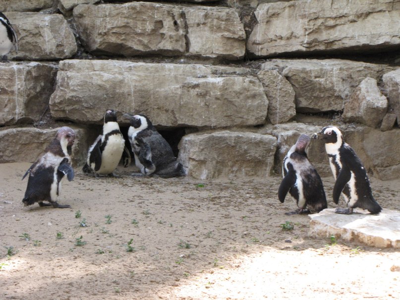 Светлана Нудельман | Kiryat Bialik