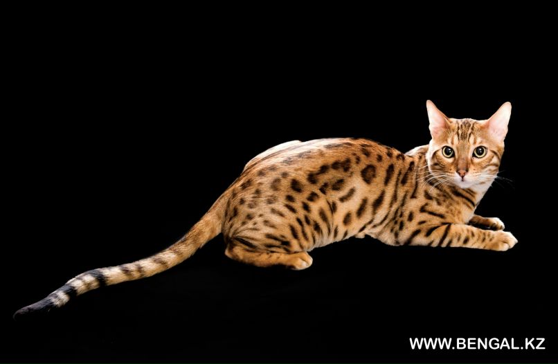 Ирина Ли | Москва