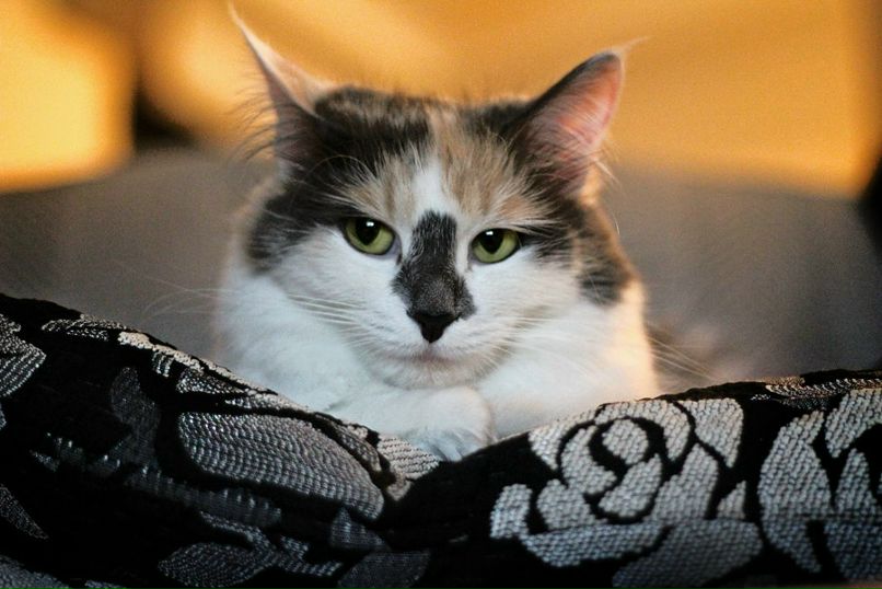 Джамиля Шапиро Джа | 