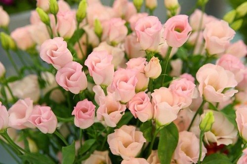 Надежда Андреева | Жуковский