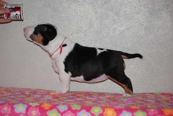 Julit Lark волшебник | Москва