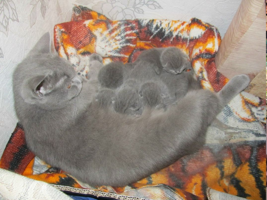 Елена Коропова | Киев