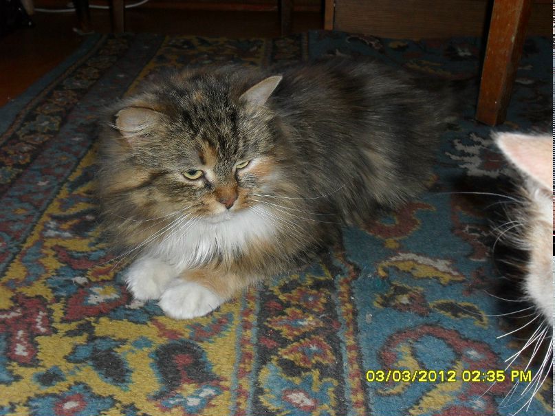 Татьяна Яшумова | Ярославль