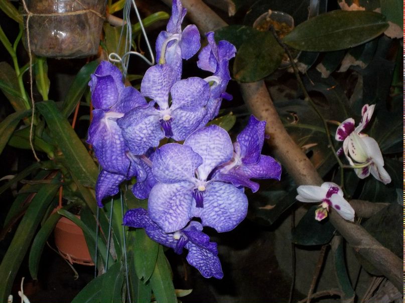 Людмила Антонова * ПТИЧКА* | Москва