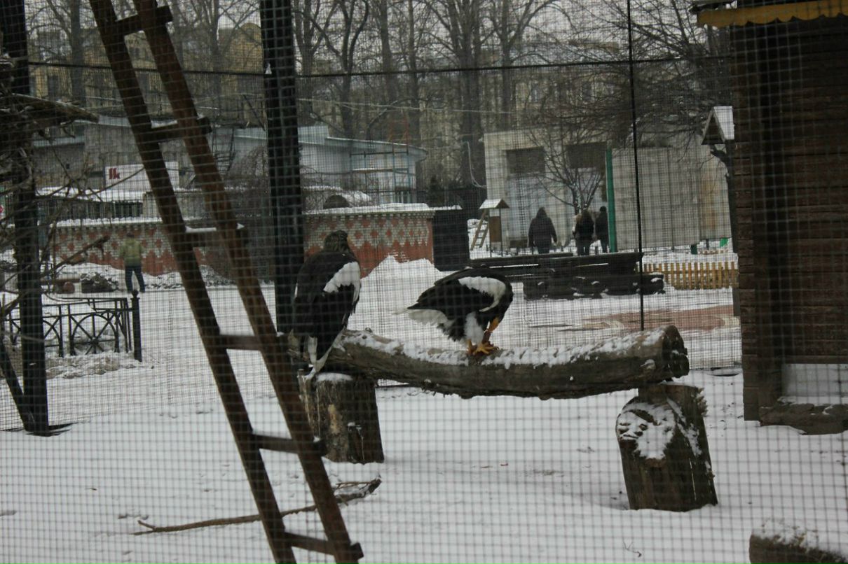 Екатерина Голубенко | Санкт-Петербург