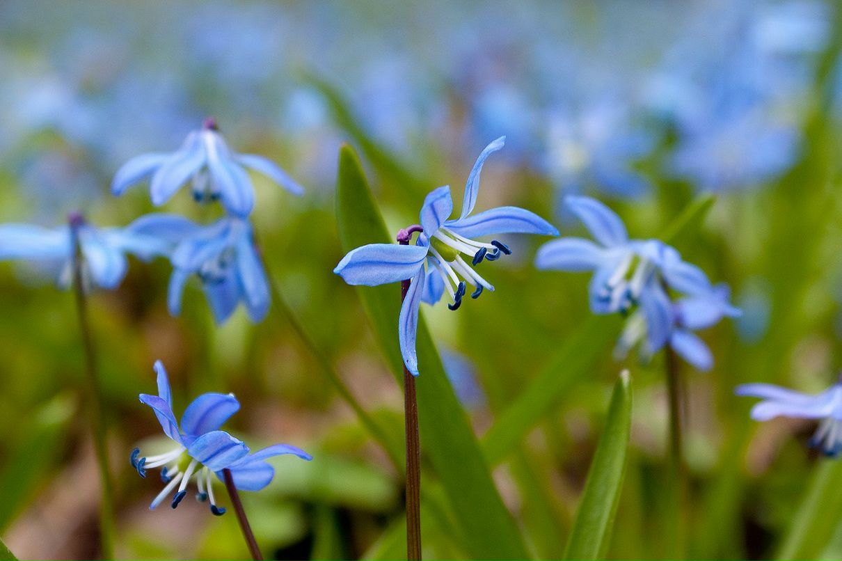 Елена Смаглюк | Белгород