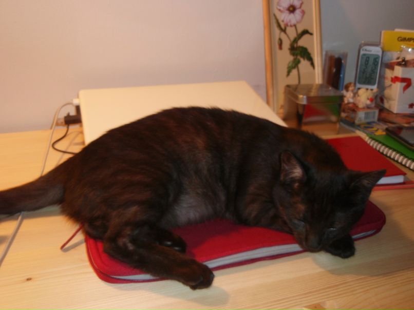 Мария Журавлева | New York City