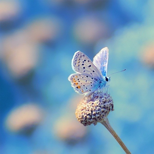 Олеся Дручинская | Москва