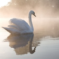 Ирина Свешникова | 