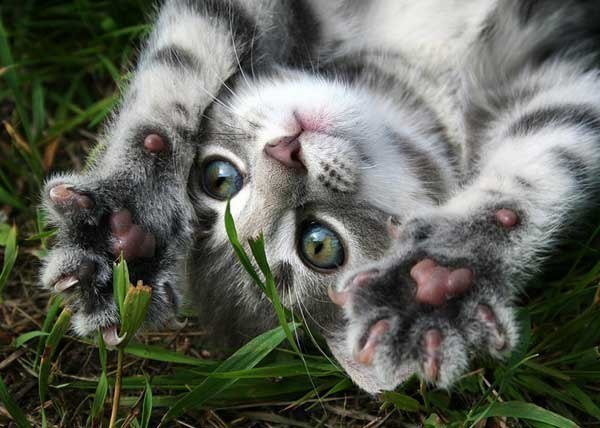 Инесса Дайнеко | Черновцы