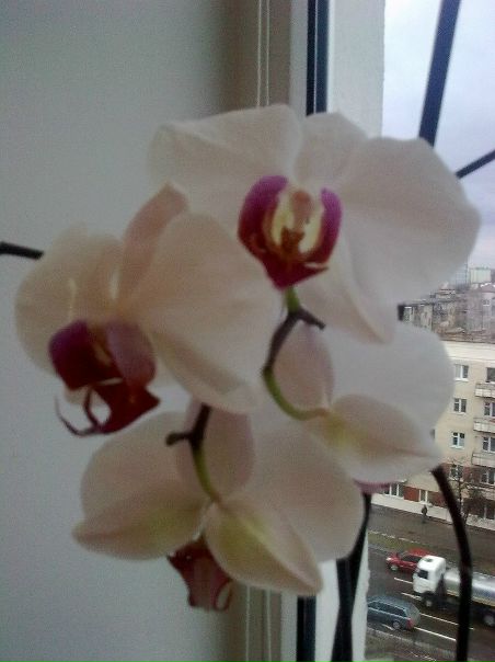 №69, Ирина Зеленская №69, Ирина Зеленская