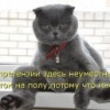Аватар: Макс Макс