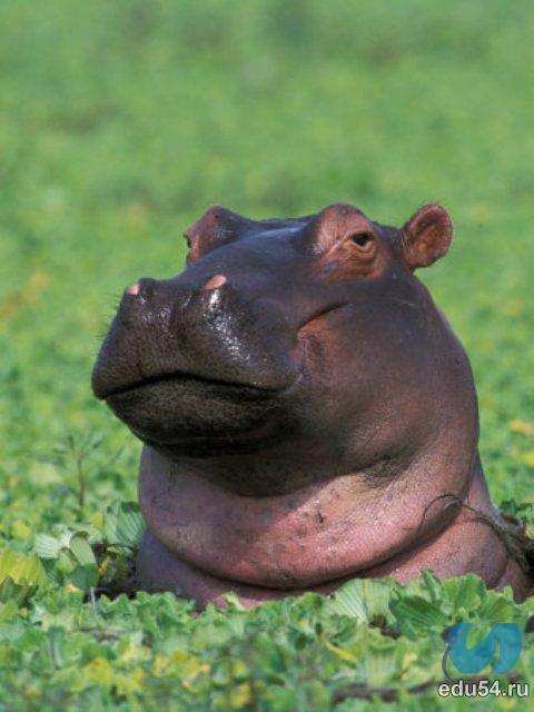 Александр Дыбовский Владимирович | Киев