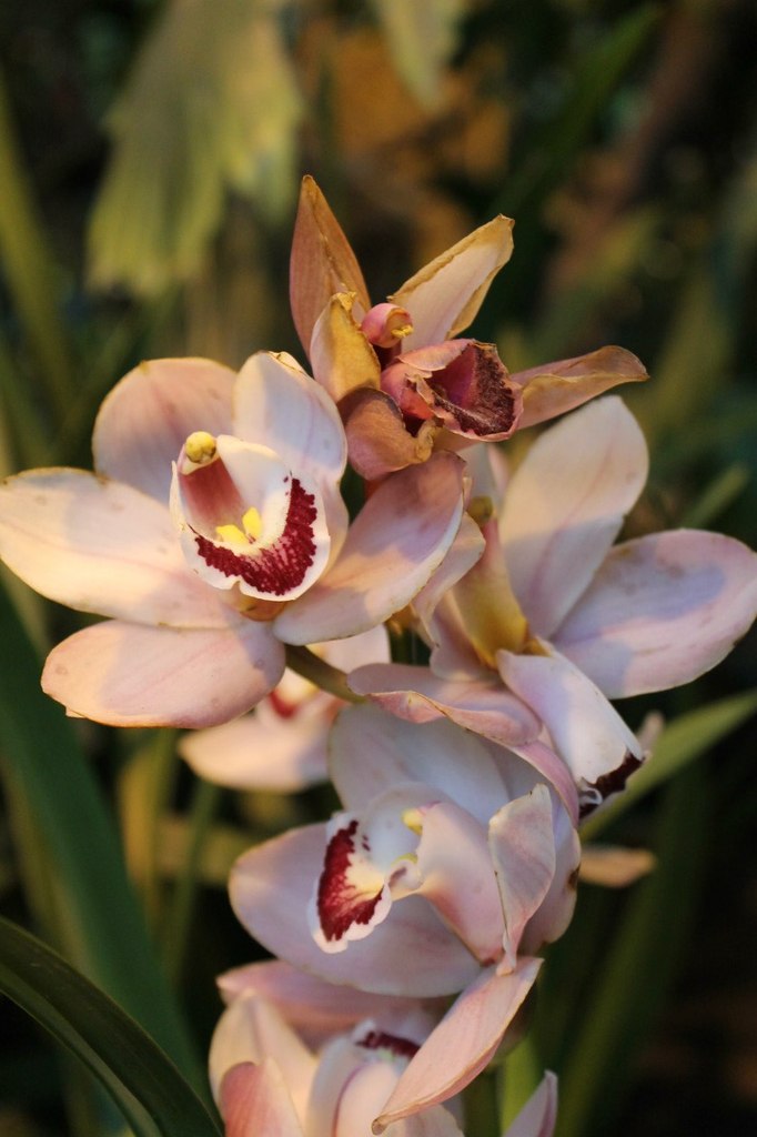 Карина Калиян | Астрахань