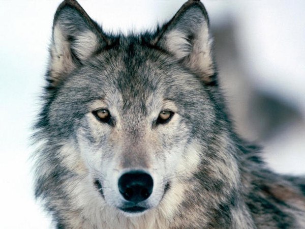 Михаил Иванов | Киев