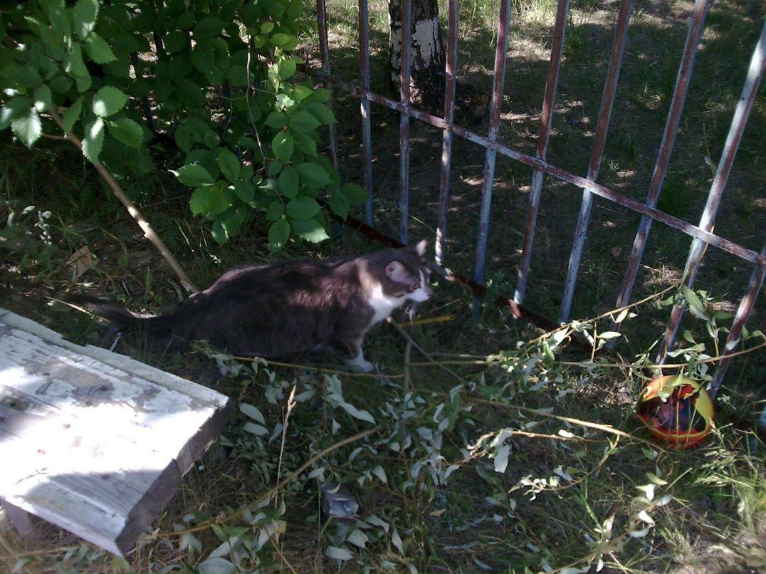 Катюшка Жевагина | 