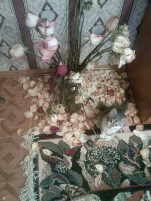 Катюшка Жевагина | 