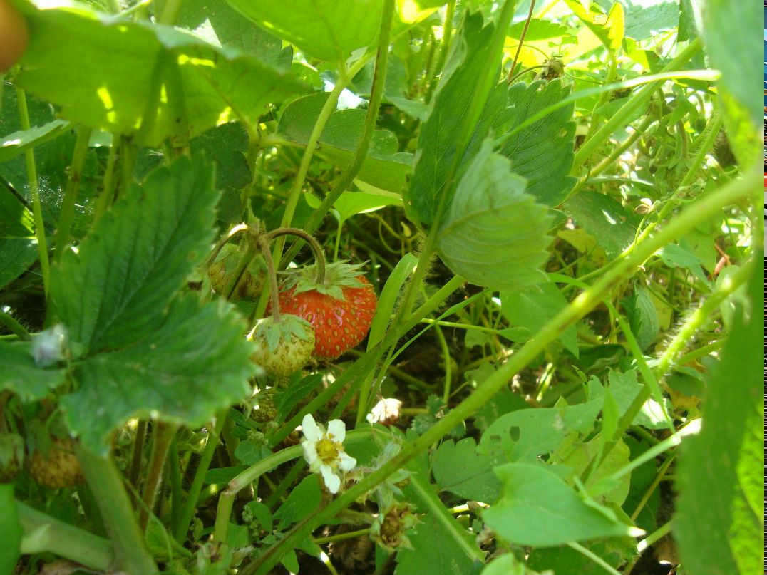 Лилия Феофанова | Санкт-Петербург