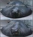 Моня Ромашкина фотография #20