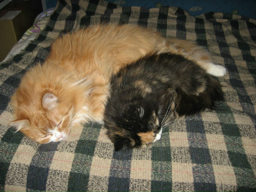 Лидия Струкова | Санкт-Петербург