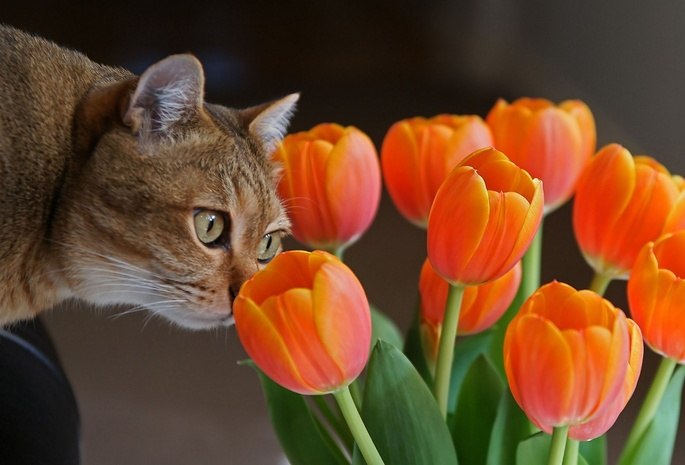 Анюта Старостенко Annet | Киев