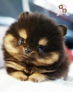 Фотография Ильфирович Ильдус