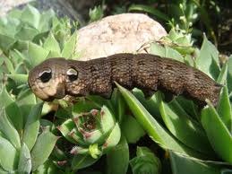 №73, Маша Кузенманн, 121 год, Киев №73, Маша Кузенманн, 121 год, Киев