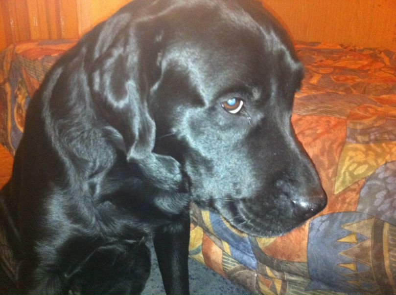 №11, Алина Данькина, Донецк №11, Алина Данькина, Донецк