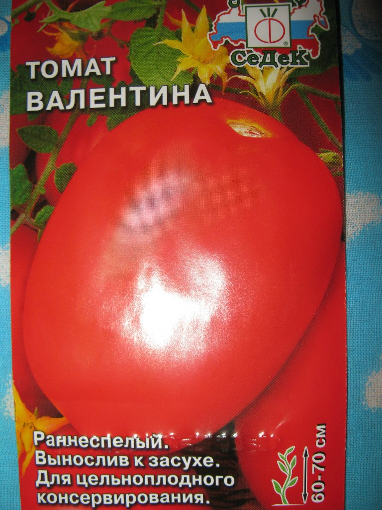 Андрей Пелевин | Великий Новгород