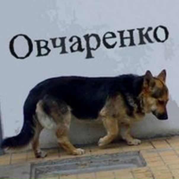 №4, Таня Овчаренко №4, Таня Овчаренко