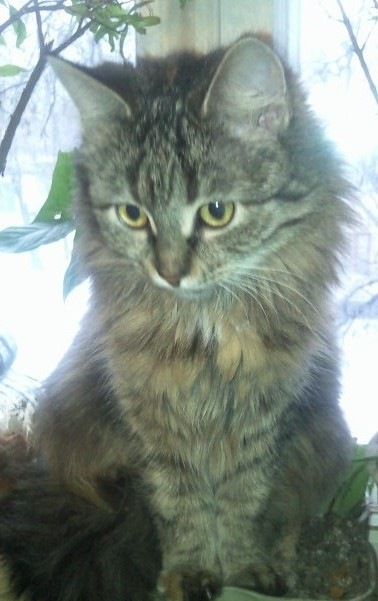 №53, Лилия Иванова, Горловка №53, Лилия Иванова, Горловка