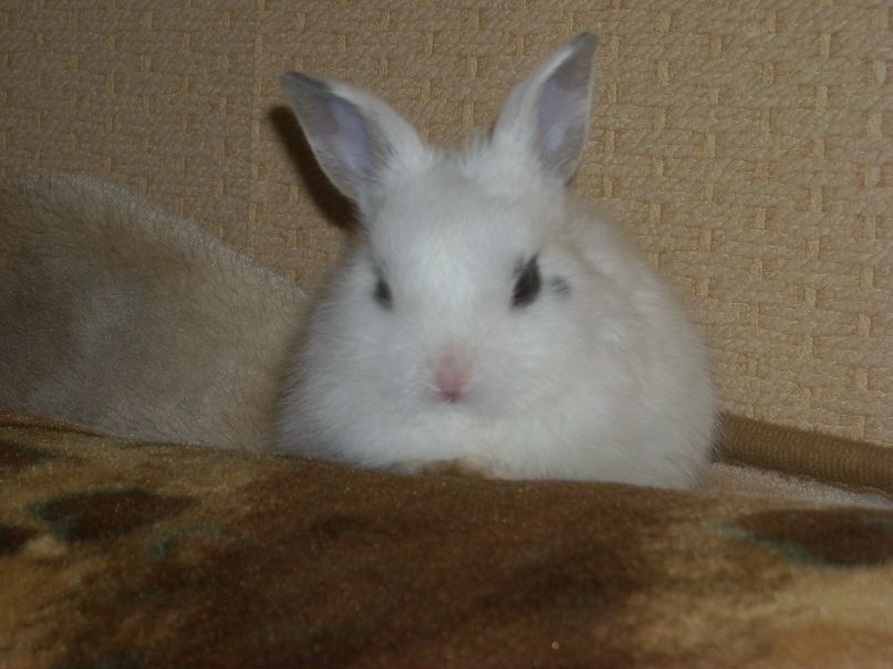 Анастасия Романенкова | Льва Толстого