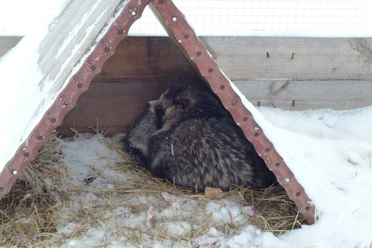 Ольга Синтелёва | Дзержинск