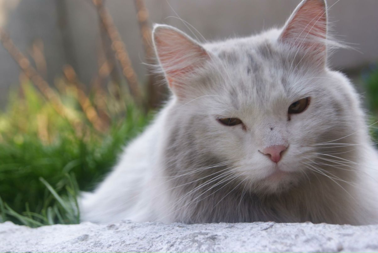 Сявко Богатирчук | Буча