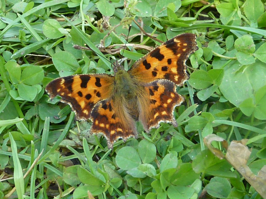 Виктория Воловникова | Санкт-Петербург