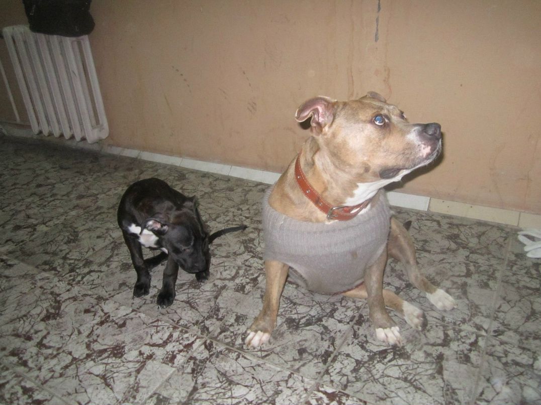 Андрей Лысямба | Amsterdam