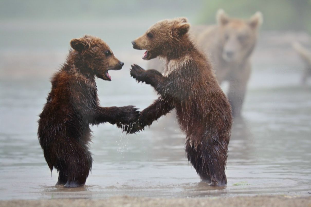 Ольга Лапшенкова | Москва