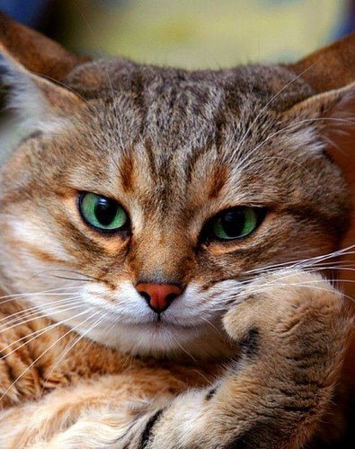 Дениска Бондарев RecOn | Железногорск