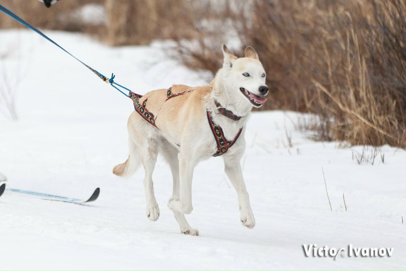 Anna Pertceva | Иркутск