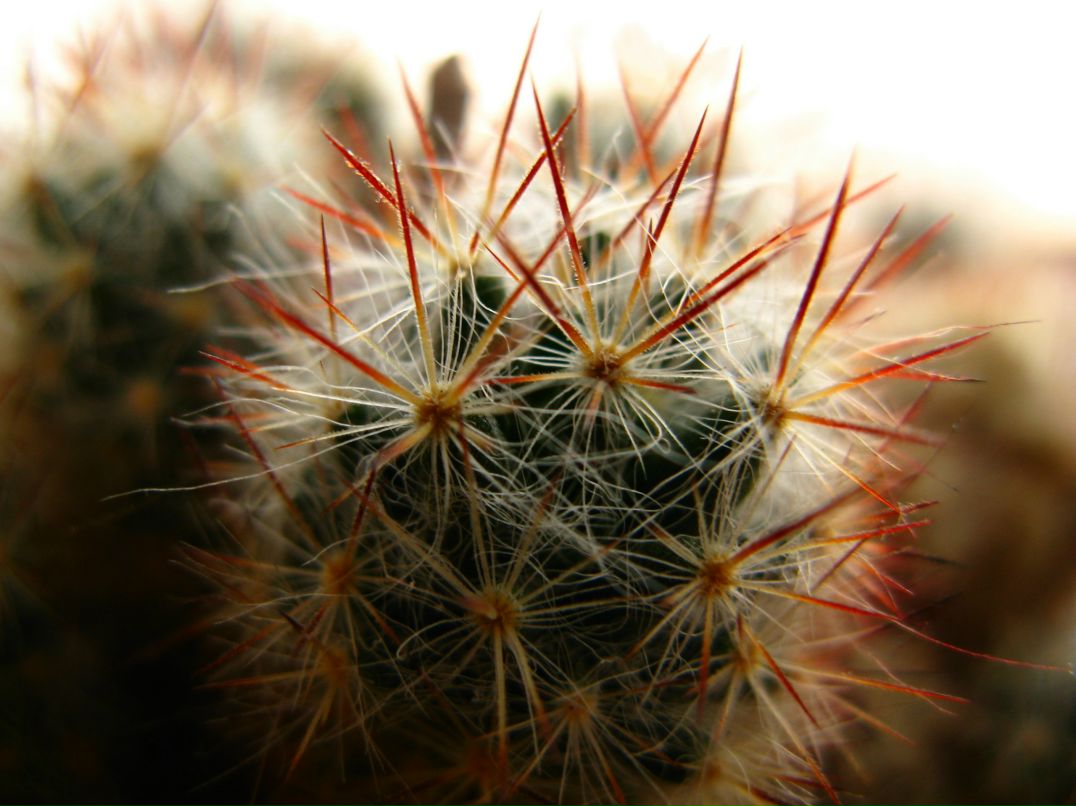 Рома Хитрый | Киев