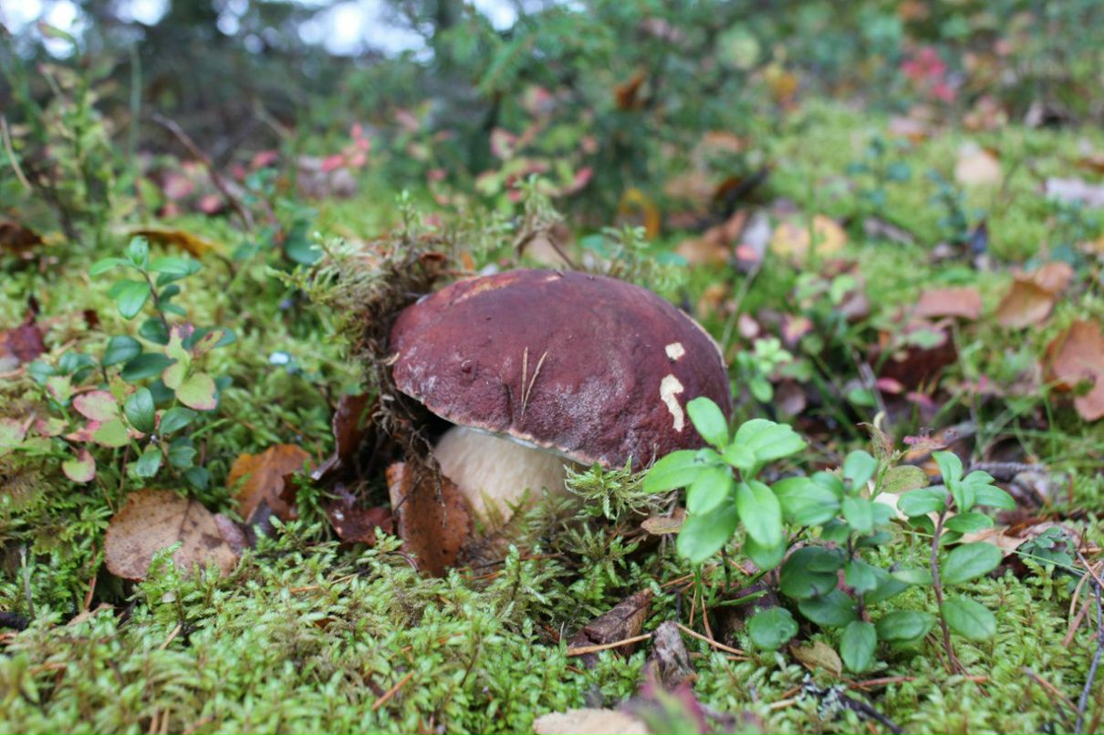 Дмитрий Пархоменко | Санкт-Петербург